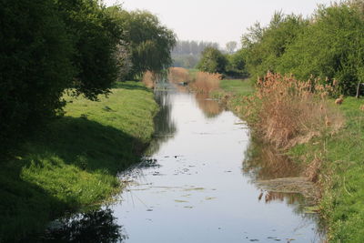 Scenic view of river amidst trees in forest