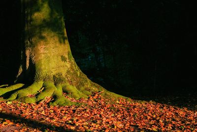 Close-up of tree trunk at night