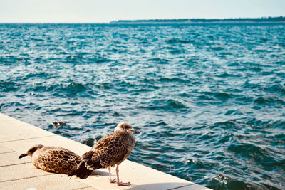 Seagulls perching on a beach