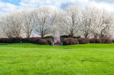 Trees on grass against sky