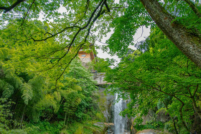 Scenic view of waterfall amidst trees in forest