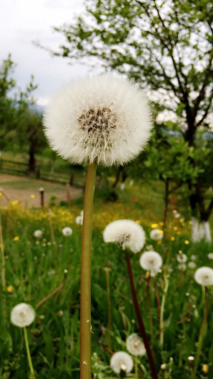 flower, growth, freshness, dandelion, fragility, stem, flower head, beauty in nature, focus on foreground, nature, white color, close-up, uncultivated, plant, field, wildflower, blooming, petal, in bloom, selective focus