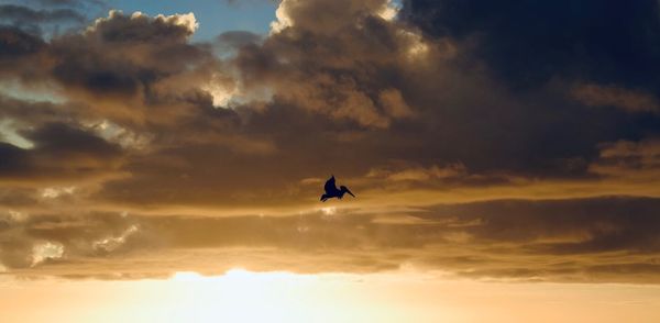 Low angle view of silhouette bird flying in sky