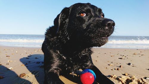 Dog on beach against sky