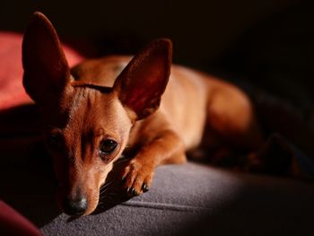 Close-up portrait of a dog lying at home