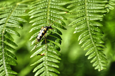 Close-up of insect on pine tree