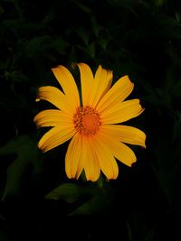 Close-up of yellow flower blooming outdoors