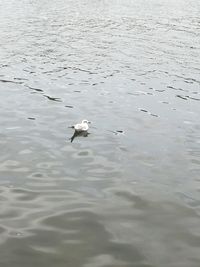 Swans swimming in water