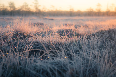 Grass growing on field during sunset