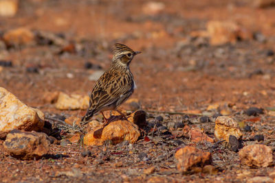 Close-up of bird perching on a field