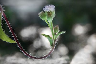 Close-up of plant