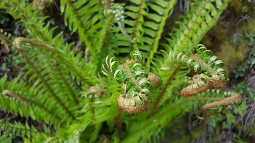 Close-up of fern on plant