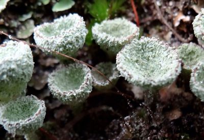 Close-up of water drops on plant