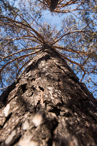 Low angle view of bare tree against sky