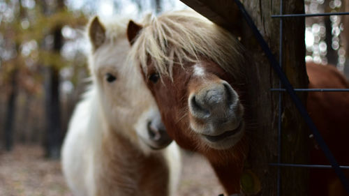 Close-up of horse in ranch