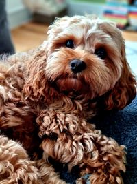 Close-up portrait of a dog