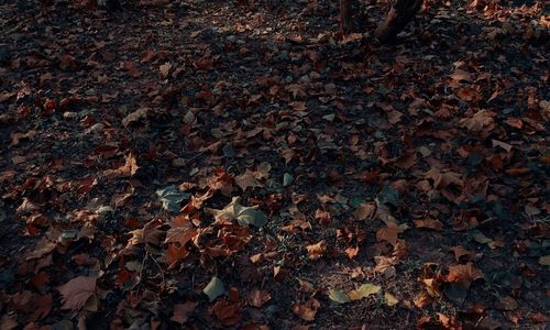 Close-up of fallen maple leaves