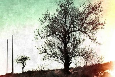 Low angle view of bare trees against sky