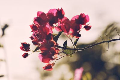 Low angle view of pink flowers against sky