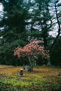 Trees in park