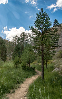 Footpath amidst trees on landscape against sky