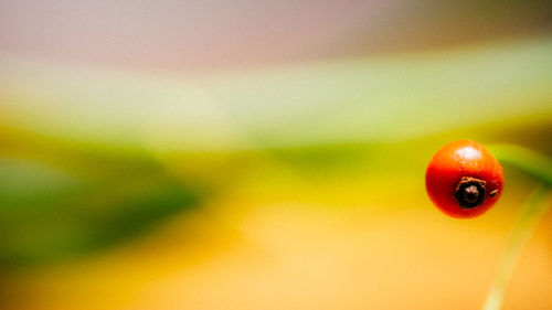 Close-up of ladybug on yellow water