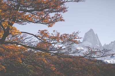 Trees on snow covered mountain against sky