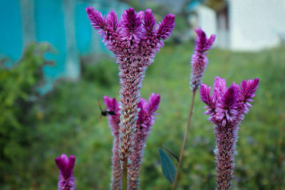 Close-up of pink flowering plant