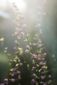 Close-up of pink flowering plant