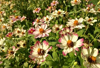 Close-up of flowers blooming outdoors