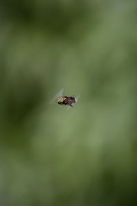 Close-up of insect flying