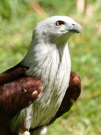 The majestic brahminy kite 