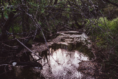 Trees in forest