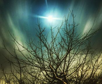 Low angle view of bare trees against sky