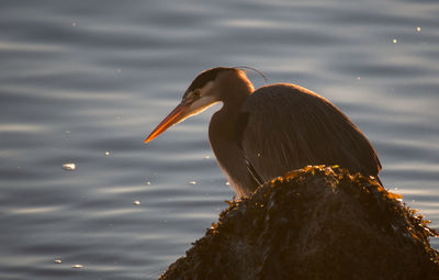 Heron against lake