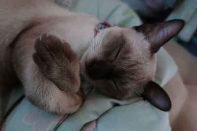 Close-up of dog sleeping on sofa