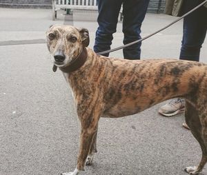 Full length of dog standing by owner on road