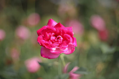 Close-up of pink rose