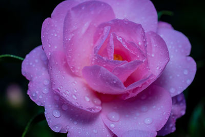 Close-up of raindrops on pink rose