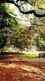 Trees in park