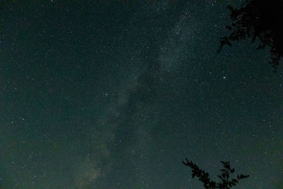Low angle view of trees against sky at night
