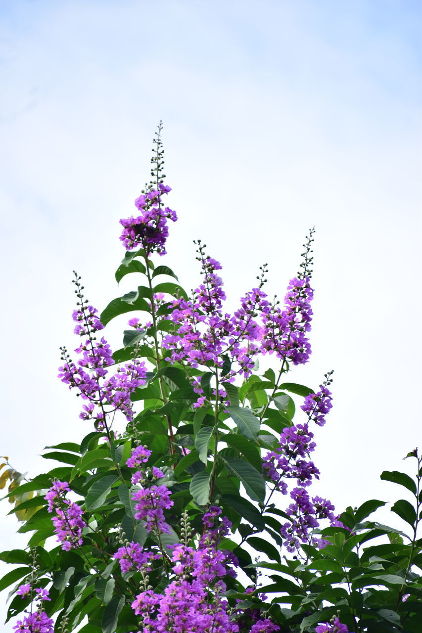 plant, flower, flowering plant, nature, lilac, beauty in nature, freshness, purple, growth, sky, blossom, tree, plant part, no people, branch, leaf, fragility, outdoors, springtime, lavender, pink, low angle view, blue, botany, day, cloud, flower head