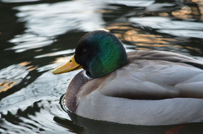 Close-up of a duck in a lake