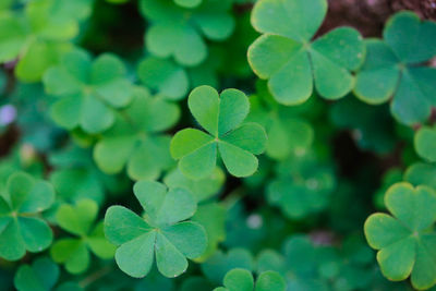 Close-up of green leaves on plant