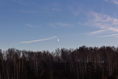 Low angle view of trees against sky