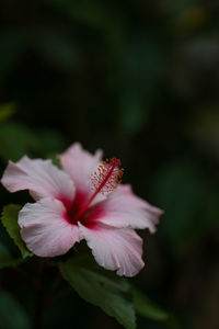 Close-up of pink hibiscus flower