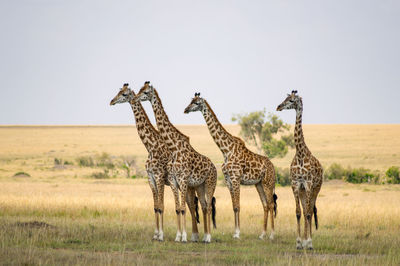 Zebras standing on landscape against clear sky