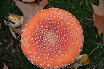 Close-up of red mushroom growing on tree trunk