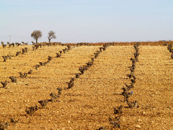 Hay bales on landscape against clear sky