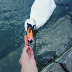 High angle view of person hand holding water